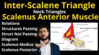 Triangles of Neck  Scalenus Anterior Muscle  Interscalene Triangle  Relations trianglesofneck [upl. by Enomrej]