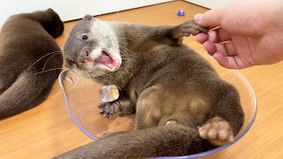 Visiting Japan’s Otter Preschool A trip to be healed by baby otters [upl. by Lepine381]