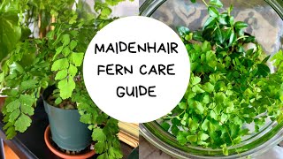 Maidenhair Fern  How To Care For a Maidenhair Fern [upl. by Bove5]