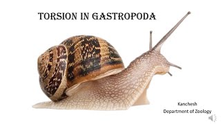 30Torsion in Gastropoda [upl. by Ykcor710]