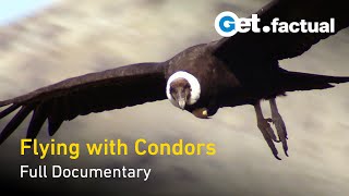 Flying With Condors  Full Documentary [upl. by Elwina]