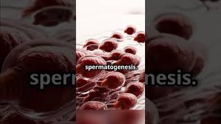 How testicle produce sperm shortsfeed shorts health testicles educational [upl. by Clarinda237]