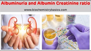 Albuminuria  Albumin Creatinine Ratio  Albumin In Urine [upl. by Sapphira]