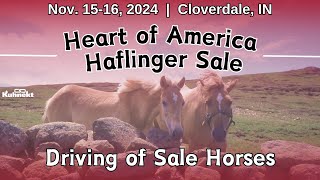 Driving of Sale Horses  2024 Heart of America Haflinger Sale [upl. by Arracat]