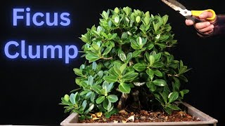 Ficus Microcarpa Clump Bonsai Future Banyan Style [upl. by Vanzant]