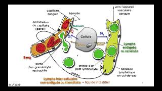 Vidéo 1 sur la chapitre 61 Milieu Intérieur et sa régulation Partie 1 [upl. by Nahsin]