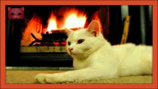 ❀ Sound Therapy  Cat Purring by the Fire [upl. by Erfert]