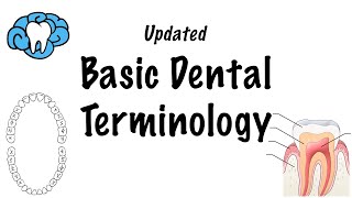 Basic Dental Terminology  UPDATED [upl. by Lanrev]