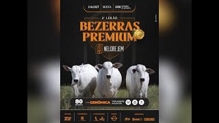 2° Leilão Bezerras Premium – Nelore JEM [upl. by Ttirrej130]