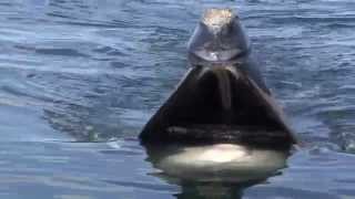 A Close Look Skim Feeding Right Whales [upl. by Ahsi459]