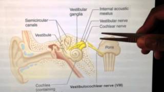 Cranial Nerves 8 of 12 Vestibulocochlear Nerve  Head and Neck Anatomy 101 [upl. by Yrneh210]