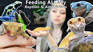 Feeding ALL My Reptiles amp Amphibians [upl. by Calypso]