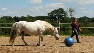 Ballspiele mit dem Pferd  Nasenfußball mit Maraschino [upl. by Nugesulo]