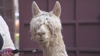 National Alpaca Show coming to Denver this weekend [upl. by Jeminah]