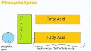 Lipids  A Level AS Biology Revision [upl. by Verity476]