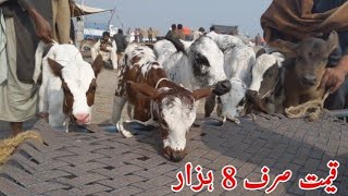 Holstein Friesian Cow Baby  Available In Cow Mandi Punjab  Today Malumor Janwer Mandi Update 2024 [upl. by Suirada]