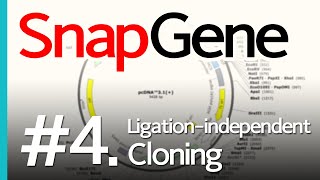 SnapGene 4 Ligaseindependent Cloning [upl. by Harriman]