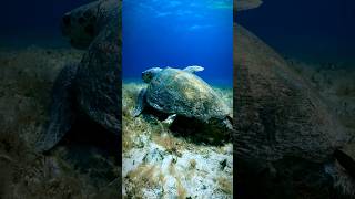 Loggerhead Sea Turtles The 300lb Ocean Strollers [upl. by Sedda]