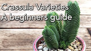 Crassula Varieties  A beginners guide [upl. by Etnahs]