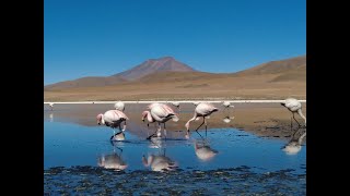 Flamingos of Bolivia [upl. by Anaderol]