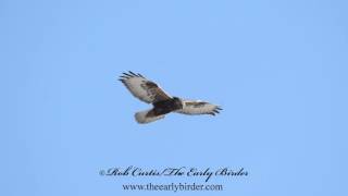 ROUGHLEGGED HAWKS hovering Buteo lagopus [upl. by Jacquenette573]