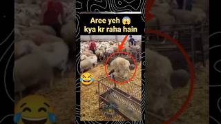 Har jhund mein mada bhedi ka mahattv sheep goat goatfarming sheepfarming bakripalan shorts [upl. by Adest]