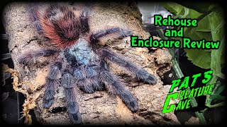 New Enclosure review care and housing Caribena versicolor Antilles pinktoe Tarantula [upl. by Rhonda]