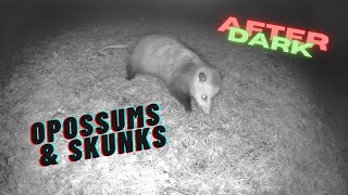 After Dark Its a Opossums and Skunks Kind of Night [upl. by Arreip]