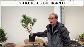 How To Make A Pine Bonsai [upl. by Gerson]