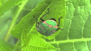 アカスジキンカメムシPoecilocoris lewisi 02ガイコツ山 [upl. by Phox186]