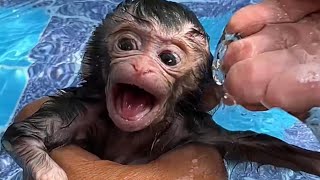 How to taking a bath to a little cutie baby monkey [upl. by Rammaj]