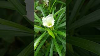 How to plant Safed kaner Oleander SUMMERFLOWER SHORTS GARDENING PLANT FLOWERS kaner oleander [upl. by Gottlieb]