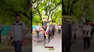 👑🔥மெய்யனூர் காரி👑🔥shortvideo tamilshorts bull [upl. by Micheil]