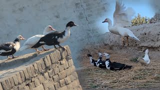 Flying of ducks  Raising Muscovy ducks [upl. by Gainer]