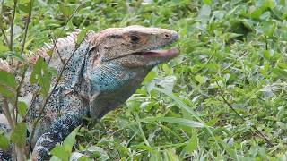 Garrobo  Spiny tailed Iguana  Ctenosaura similis [upl. by Kitti143]