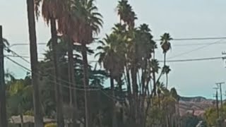 Scenic drive through Redlands relaxingvideo california scenicviews relaxingdrive losangeles [upl. by Mina]