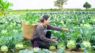 Harvesting Kohlrabi Cook Kohlrabi stir fried with simple amp delicious noodles Go to the market sell [upl. by Ansev909]