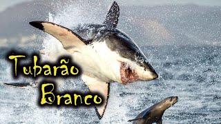 Tubarão Branco Caçando Foca  Animais aquáticos [upl. by Miner843]