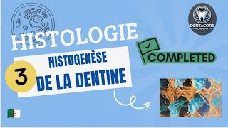 Histogenèse de la dentine  Part 3 [upl. by Aelat901]