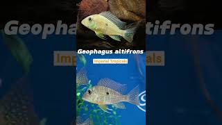 check out our Geophagus altifrons aquarium imperialtropicals fishaquarium fish [upl. by Idas]