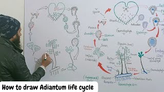 how to draw life cycle of adiantum [upl. by Leeda]