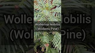 Plant Profile Wollemia Nobilis Wollemi Pine [upl. by Kerri]