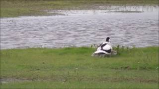 Pied Avocet Recurvirostra avosetta with chicks [upl. by Einhapets29]