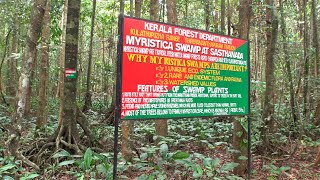 Myristica Swamp Forests of Kerala [upl. by Lynden]