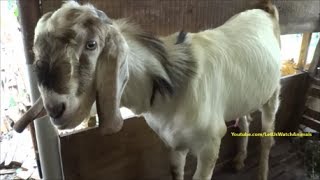 Billy goat making funny sounds and actions at female goats around him [upl. by Marvin875]