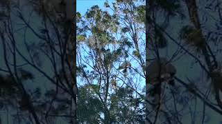 Sulphur Crest Cockatoos Eating Casuarina Tree Kernels birds nature shorts [upl. by Ahsar698]