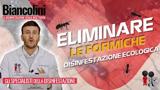 💯 🐜​​Eliminare le formiche con la disinfestazione ecologica💯 🐜​ [upl. by Naffets]