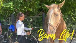 Horse Jump Practice Riding King at Horse Club Miami [upl. by Beckett]