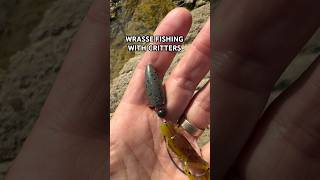 WRASSE FISHING WITH FOX RAGE CRITTERS wrassefishing wrasse dorset seafishing seafishingtips [upl. by Eikcid98]