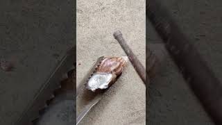 Unique Pouring Aluminum Snails out of Scrap shorts shortvideo viralvideo [upl. by Lebiralc419]